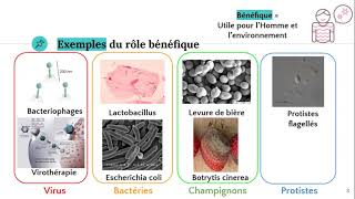 Les microorganismes bénéfiques [upl. by Ahsinar]