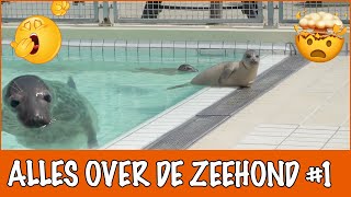 Slaapt de zeehond echt onder water  DierenpraatTV [upl. by Odlanar]