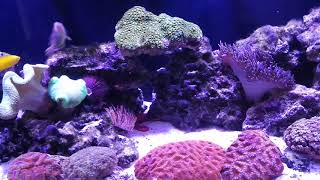 Wrasse only reef tank with 9 Wrasses how it works  part 1 [upl. by Iatnwahs]