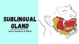 Sublingual gland Anatomy  Major Salivary Glands [upl. by Sucramat603]