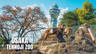 Osaka Tennoji Zoo Walking Tour January 2023 [upl. by Claud]