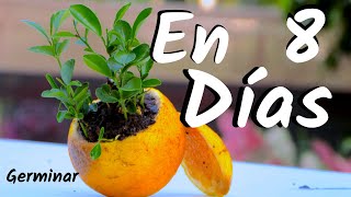 COMO OBTENER UNA PLANTA DE NARANJAS  GERMINAR NARANJAS  CITRICOS [upl. by Barnard]