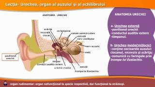 URECHEA ORGAN AL AUZULUI ȘI AL ECHILIBRULUI [upl. by Yennej]