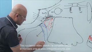 Pterygopalatine Fossa  Neuroanatomy [upl. by Constantia]