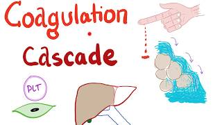 The Blood Coagulation Cascade Intrinsic Extrinsic amp Common Pathways [upl. by Abbott650]