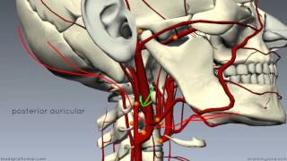 Basilar Artery  Anatomy Branches amp Relations [upl. by Enellij]