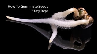 How To Germinate Seeds Fast  3 Simple Steps [upl. by Ytsirhc]