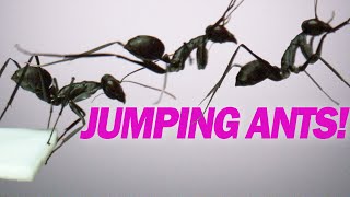 Jumping Ants Gigantiops destructor [upl. by Susannah]