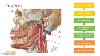 Vascularización Cabeza Arteria Maxilar [upl. by Rudolph]