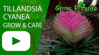 Tillandsia cyanea  grow and care Houseplant [upl. by Antoinetta633]