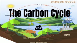 The Carbon Cycle Process [upl. by Baoj]