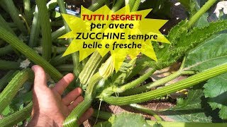 TUTTI I SEGRETI PER AVERE ZUCCHINE SEMPRE BELLE E FRESCHE [upl. by Gar]