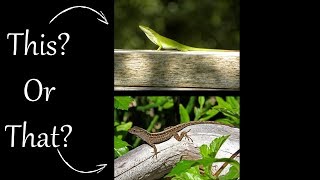 Cuban Brown Anole or Green Anole [upl. by Burch]