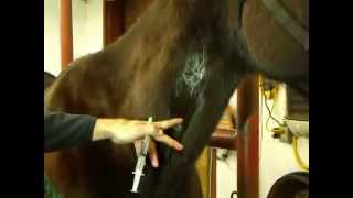 Ward Animal Hospital demonstration of an intravenous injection in a horse [upl. by Carney]