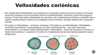 Histología de la Placenta [upl. by Enelez726]