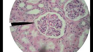 Histology for Beginners [upl. by Adne]