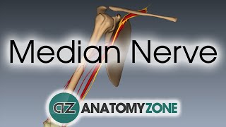 Median Nerve  3D Anatomy Tutorial [upl. by Melesa]