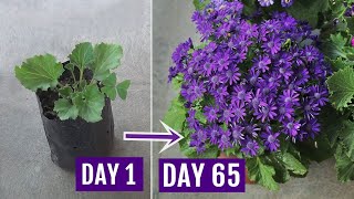 Secrets to Get 10X More Flowers on Cineraria Plants With UPDATES [upl. by Radek676]