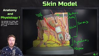 Skin Model Anatomy Overview  Anatomy and Physiology 1 [upl. by Sulohcin]