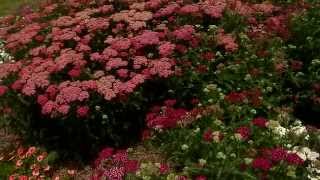 Yarrow is a tough perennial with varied colors [upl. by Arand]