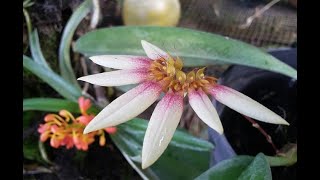 Buds Blooms on my species orchids  bulbophyllum lepidum  ascocentrum miniatum  coelogyne speciosa [upl. by Carver]