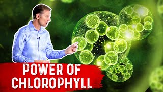 The Power of Chlorophyll for the Gut [upl. by Ilac260]