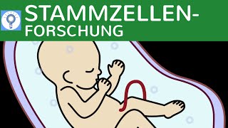 Stammzellenforschung  Totipotente amp Pluripotente Stammzellen amp Embryonenschutzgesetz [upl. by Albemarle]