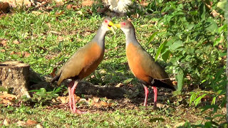 O CANTO em dueto da SARACURATRÃŠSPOTES ARAMIDES CAJANEUS GRAYNECKED WOODRAIL Vida no campo [upl. by Cadmarr625]