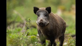 Wild Italy  Il Cinghiale Documentario [upl. by Julina]