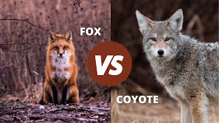 Fox Vs Coyote  How to Tell Them apart [upl. by Anima]