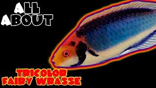 All About The Tricolor Wrasse or Red Head Solon Fairy Wrasse or Solar Fairy Wrasse [upl. by Olenta970]