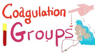 The 3 Coagulation Groups  Fibrinogen Prothrombin and Contact Groups [upl. by Groh]