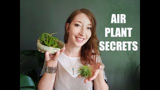 HOW TO GROW AND CARE FOR AIR PLANTS  TILLANDSIA [upl. by Nuahsak]