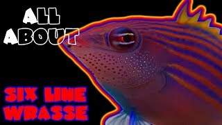 All About The Six Line Wrasse [upl. by Annairb]