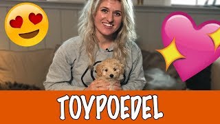 IK WIL EEN TOYPOEDEL  DierenpraatTV [upl. by O'Hara]