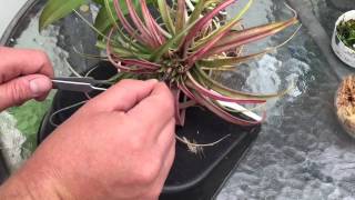 AIR PLANT CARE HOW TO GERMANATE AND GROW TILLANDSIA AIR PLANTS FROM SEEDS [upl. by Okoy721]