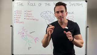 Introduction to the Nervous System [upl. by Reinhardt]