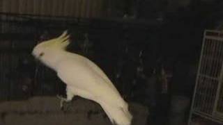 Snowball TM  Our Dancing Cockatoo [upl. by Alarick]