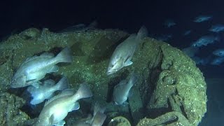 Exploring a UBoat wreck off North Carolina [upl. by Heinrick]