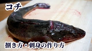 コチの捌き方！刺身（薄造り）の作り方や【活け・活け締め・野締め・浜締め】の違いも解説 [upl. by Sauer298]