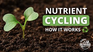 Nutrient Cycling  Soil Food Web School [upl. by Atile387]