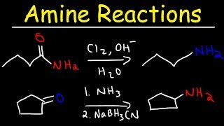 Amine Synthesis Reactions [upl. by Dario801]