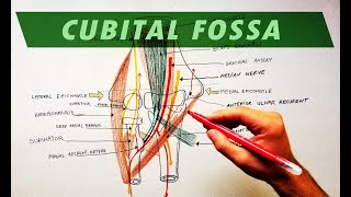 Cubital Fossa  Borders amp Contents  Anatomy Tutorial [upl. by Neelehtak]