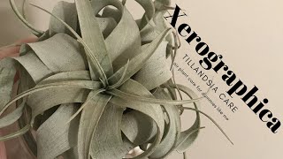 Tillandsia Xerographica How I finally stopped killing my air plants [upl. by Bork]