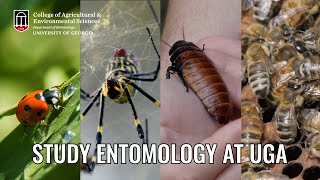 Study entomology at the University of Georgia [upl. by Akeemahs]