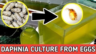 HOW TO HATCH DAPHNIA EGGS  HOW TO CULTURE DAPHNIA [upl. by Maclaine]