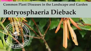 Botryosphaeria Dieback  Common Plant Diseases in the Landscape and Garden [upl. by Nivak]