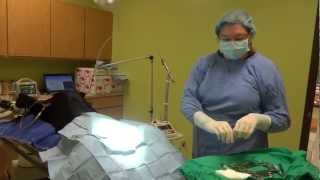 How The Laser Works During a Dog Neuter [upl. by Dnomaid506]