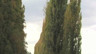 Lombardy Poplar [upl. by Adur]