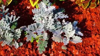 How to Grow Cineraria from Seed [upl. by Bridgid545]